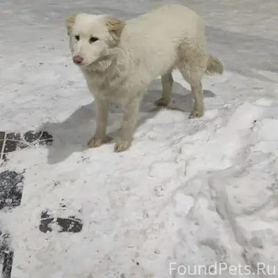 Потерялась собака!!!!! Частный...