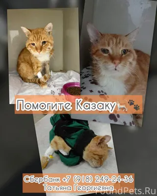 Этот рыжий обормот был найден ...