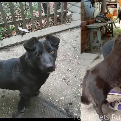 Пропала собака. 13 января сбеж...