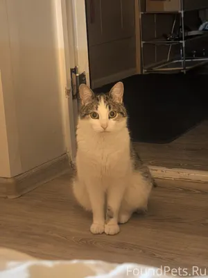 Пропала кошка д. Заболотье , п...