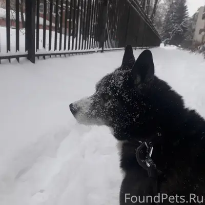 ПОМОГИТЕ НАЙТИ СОБАКУ! Сбежал ...
