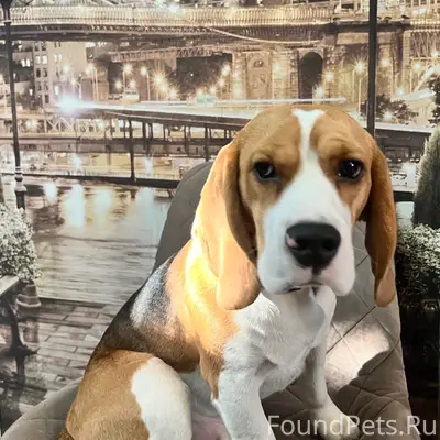 Медведево. Пропала собака. Пор...