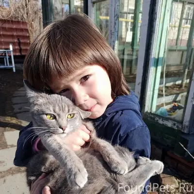 Пропала серая кошка. Может сос...