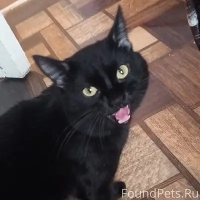 Пропал кот в районе остановки ...