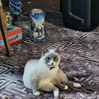 ПРОПАЛ КОТ ❗❗❗ На ул.Шалаева.....