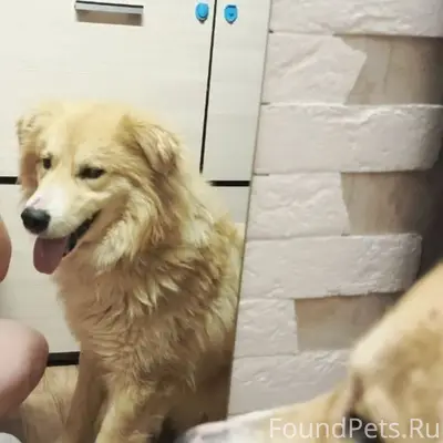 Помогаю информационно. Найдена...