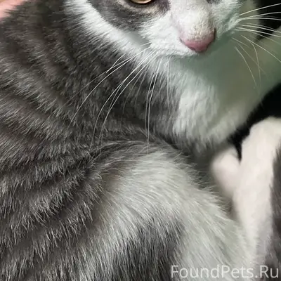 Внимание!!! Пропал котенок, ма...