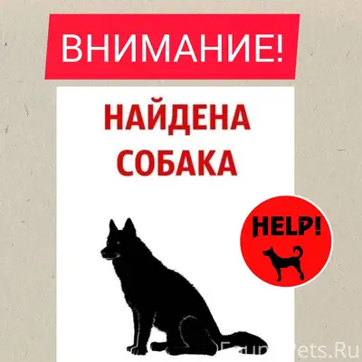🆘️🆘️КТО ПОТЕРЯЛ СОБАКУ?🆘️🆘️ 🔸️...