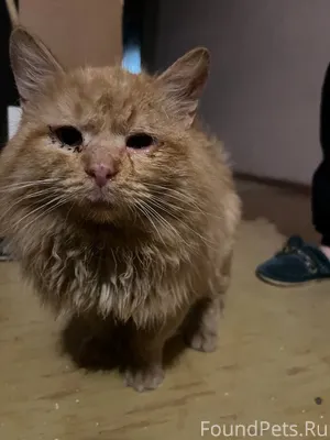 Найден домашний кот. Приучен к...