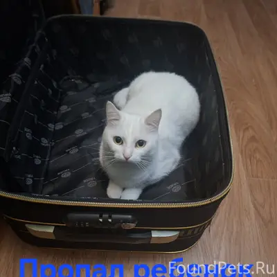 ️❗️SOS❗️ 🙏️ПРОПАЛА КОШКА! Ул. ...