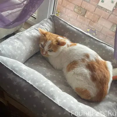 Здравствуйте. Пропал котёнок 5...