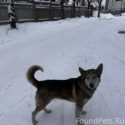 Замечена собака, хаски/метис, ...