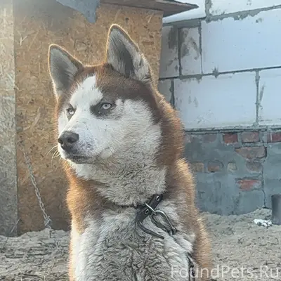 Убежала собака (хаски) если кт...