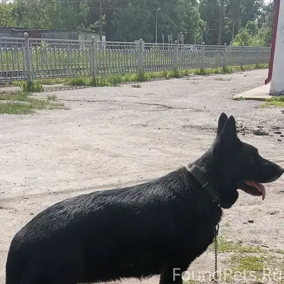 Гатчина. ЛО Просим помощи! 10 ...