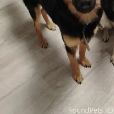 Пропала собака, зовут Марта. П...