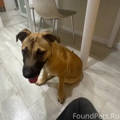 Найден щенок в районе улицы пл...