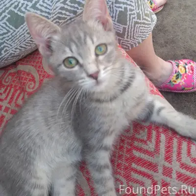 Пропал кот сегодня, отзывается...