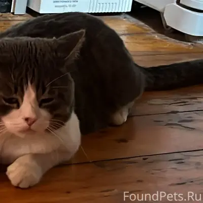 Пропал кот! Убежал на улицу и....