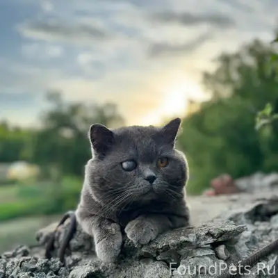 Пропал кот в районе улиц Мичур...