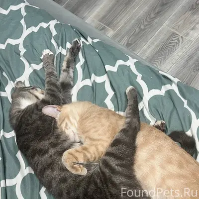 Добрый день. Пропал серый кот ...