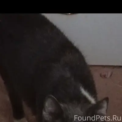 Найден кот очень худой в район...