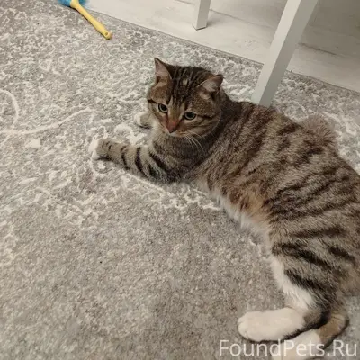 Найден кот. По виду домашний. ...