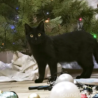 Здравствуйте! Пропал кот по кл...