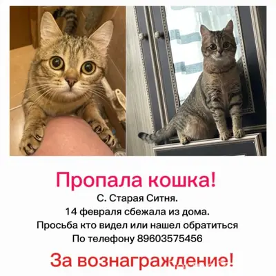 Пропала кошка. Село Старая Сит...