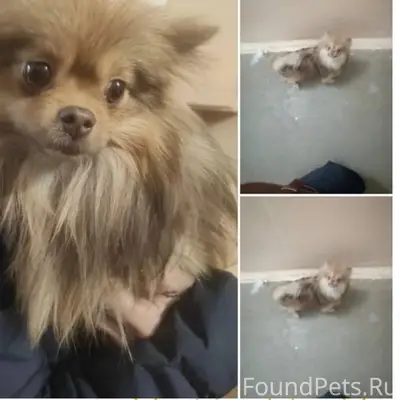 Найдена собака (девочка ). 14....