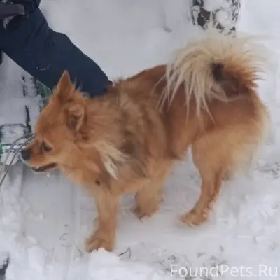 Пропал пёс!!! 14 февраля ушёл ...