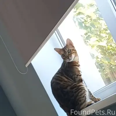 ⚠ ПРОПАЛ КОТ! ⚠ БЕНГАЛЬСКАЯ ПО...