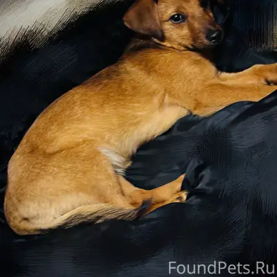 ❗ 🐕 Найден щенок(мальчик) рыже...