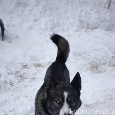 Пропала собака в районе с. Рыб...