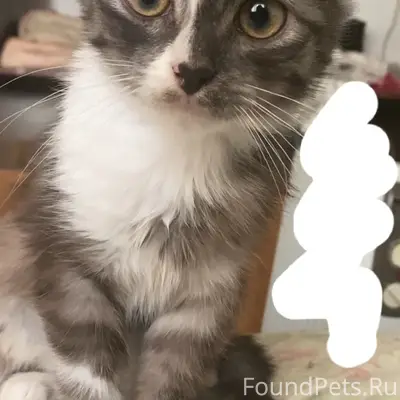 Пропала кошка 16.02.2026 г...