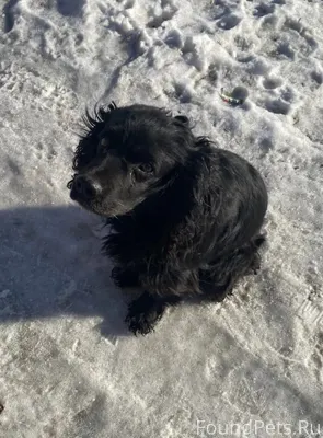 В районе Телецентр бродит соба...