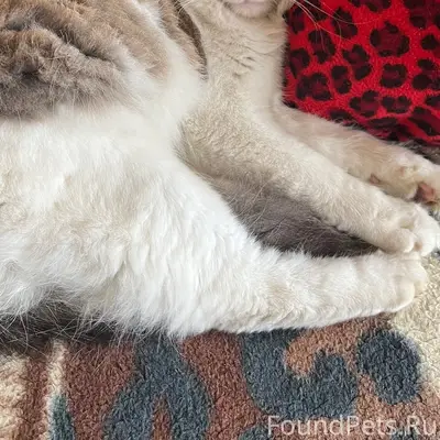 Пропал кот в районе улицы Кали...