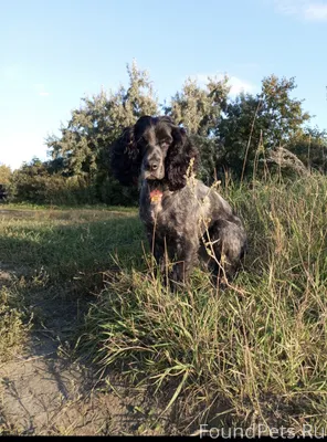 Пропала собака в районе дома 3...