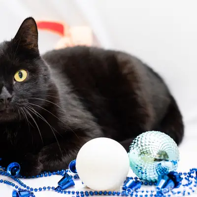 Маленькая леди в поисках потер...