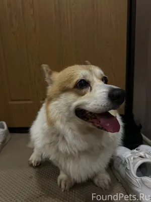 Найдена собака, мальчик, предп...