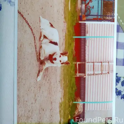 Пропала собака 17.02.2026 в...