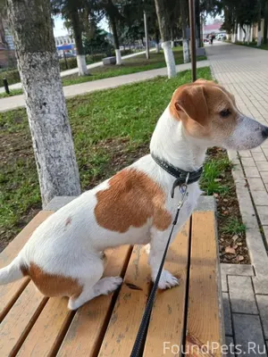 Пропала собака!!!Не просто дру...