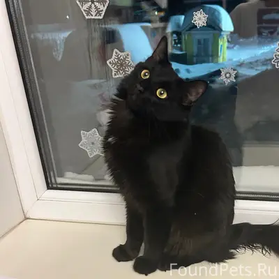 15 февраля пропал молодой коти...