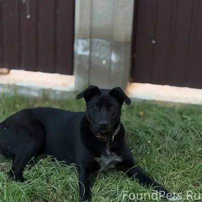 ПОМОГИТЕ НАЙТИ СОБАКУ ! район ...