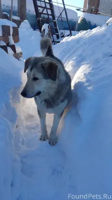 Найдена собака. Завод Керамзит...