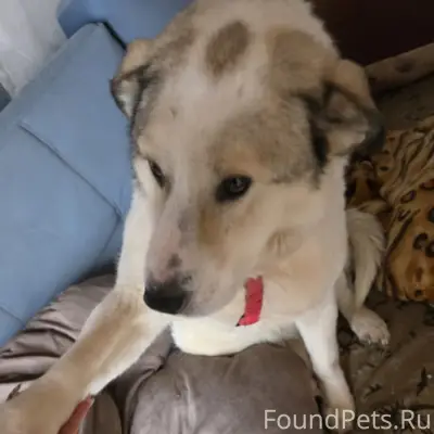 Пропала собака на Заводском. П...