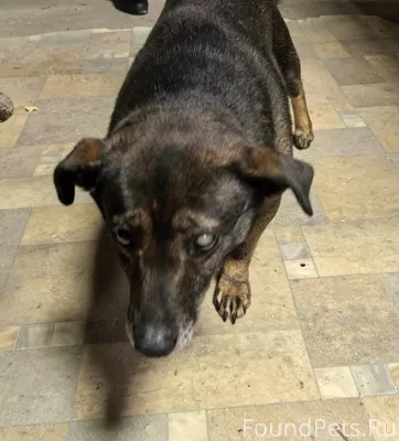 Потерялась собака. 16 февраля ...