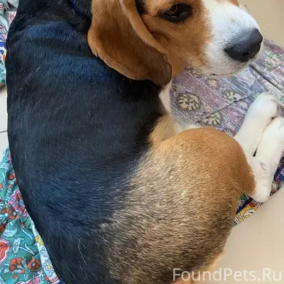 ‼️НАЙДЕНА СОБАКА‼️ Найдена соб...