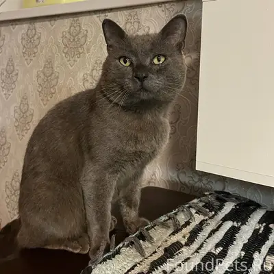 Пропал кот, может кто видел, о...