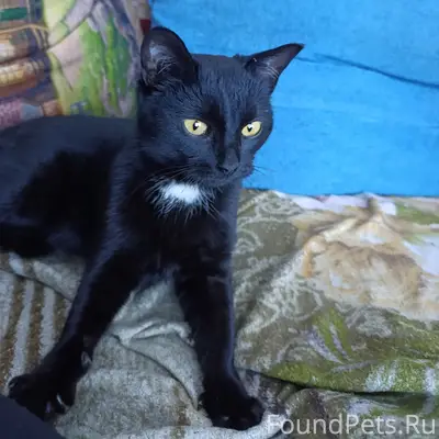 🆘🆘🆘🆘Кинель! Найдена кошка, при...