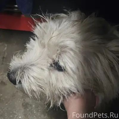 В электричке Ораниенбаум-Балти...